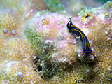 Anilao Sea Slug 22