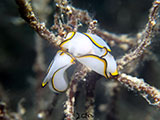 Anilao Sea Slug 23
