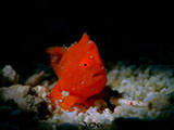 Mactan Cebu Frogfish 5
