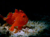 Mactan Cebu Frogfish 6
