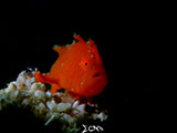 Mactan Cebu Frogfish 7