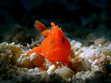 Mactan Cebu Frogfish 8