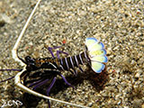 San Luis Batangas Blue Spiny Lobster 4