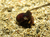 San Luis Batangas Bobtail Squid 1