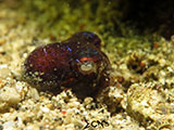 San Luis Batangas Bobtail Squid 4