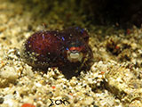 San Luis Batangas Bobtail Squid 5