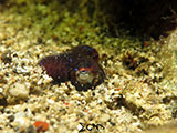 San Luis Batangas Bobtail Squid 6