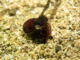 San Luis Batangas Bobtail Squid