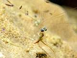 San Luis Batangas Cleaner Shrimp with Planktons