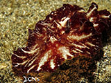 San Luis Batangas Nudibranch 1