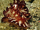 San Luis Batangas Nudibranch 3