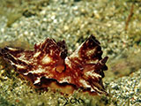 San Luis Batangas Nudibranch 4
