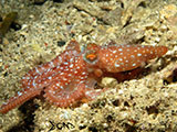 San Luis Batangas Octopus 1