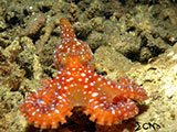 San Luis Batangas Octopus