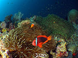 Clownfish in Napantao Southern Leyte