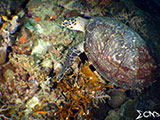 Green Sea Turtle in Napantao Southern Leyte 2