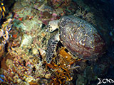 Green Sea Turtle in Napantao Southern Leyte 3