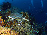 Green Sea Turtle in Napantao Southern Leyte