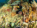 Moray Eel in Napantao Southern Leyte 1