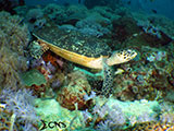 Bauan Batangas Green Sea Turtle 1