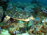 Bauan Batangas Green Sea Turtle 2