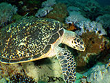 Bauan Batangas Green Sea Turtle 4