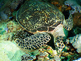 Bauan Batangas Green Sea Turtle 5