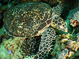 Bauan Batangas Green Sea Turtle 6