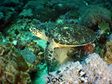 Bauan Batangas Green Sea Turtle 7