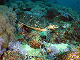 Bauan Batangas Green Sea Turtle