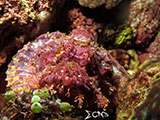 Bauan Batangas Scorpion Fish