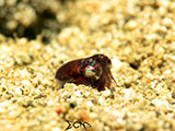 San Luis Batangas Bobtail Squid 7