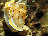 San Luis Batangas Nudibranch 16