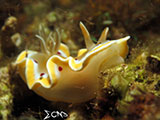 San Luis Batangas Nudibranch 18