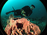 Anilao Barrel Coral