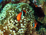 Anilao Clownfish 16