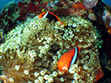 Anilao Clownfish 17