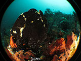Anilao Frogfish 26