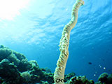 Anilao Whip Coral Shrimp 8