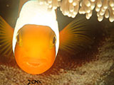Anilao Clownfish with Eggs 1