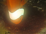 Anilao Clownfish with Eggs 2