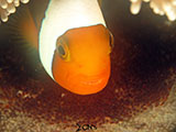 Anilao Clownfish with Eggs