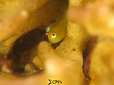 Anilao Yellow Coral Goby 4