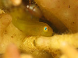 Anilao Yellow Coral Goby 5