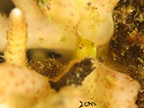 Anilao Yellow Coral Goby 7