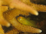 Anilao Yellow Coral Goby 8