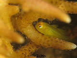 Anilao Yellow Coral Goby 9