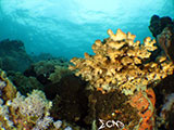 Bauan Batangas Corals 1