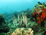 Bauan Batangas Corals 10