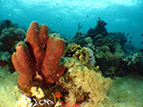 Bauan Batangas Corals 2